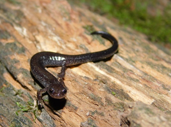 Ravine Salamander